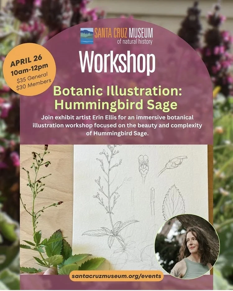 Botanical drawing with Native Plants: Hummingbird Sage