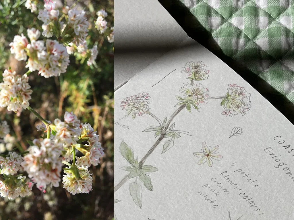 Botanical drawing with Native Plants: Coastal Buckwheat