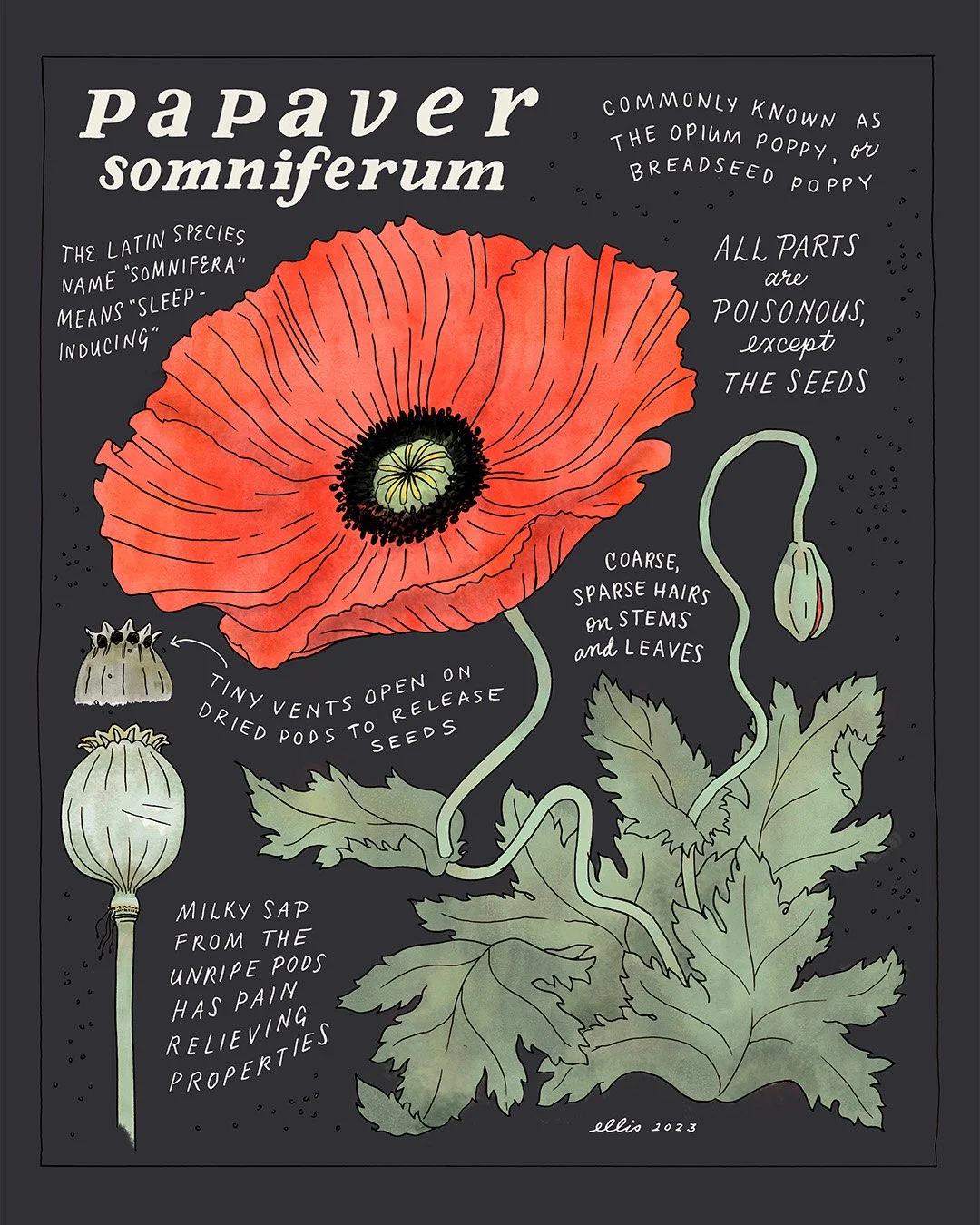Creative Hand Lettering for Science Illustrators 