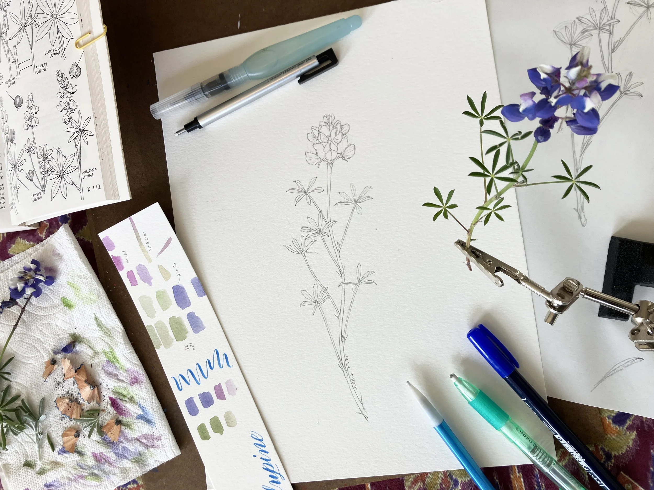 Botanical Illustration with Spring wildflowers: Sky Lupine