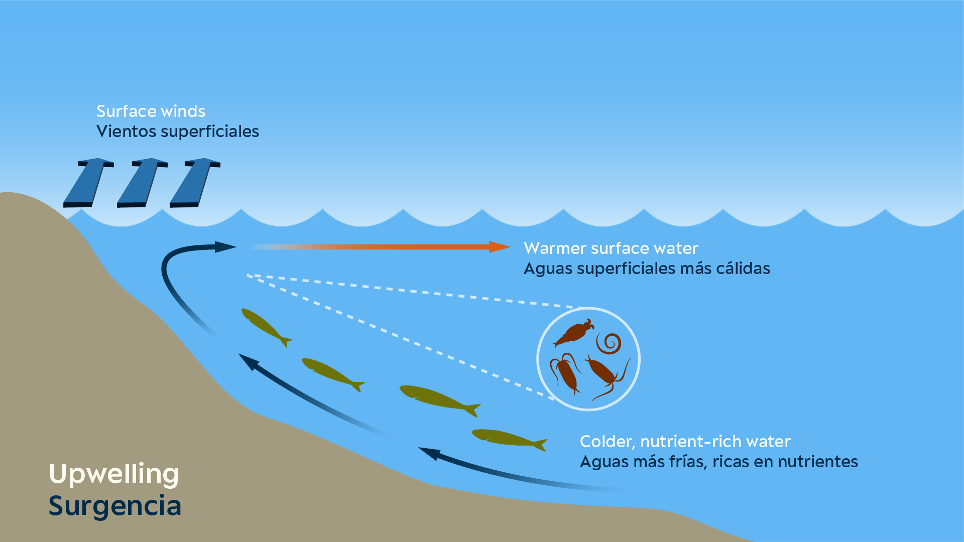 Erin Ellis_Monterey Bay Aquarium-all-06.png