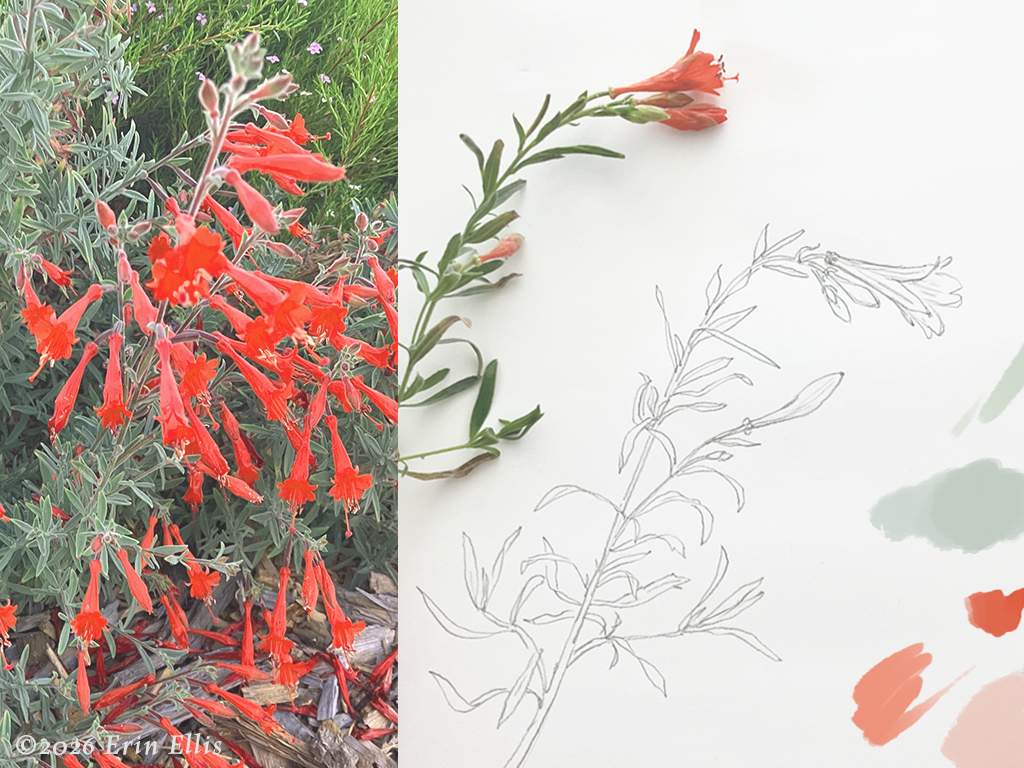 Botanical art with Native Plants 