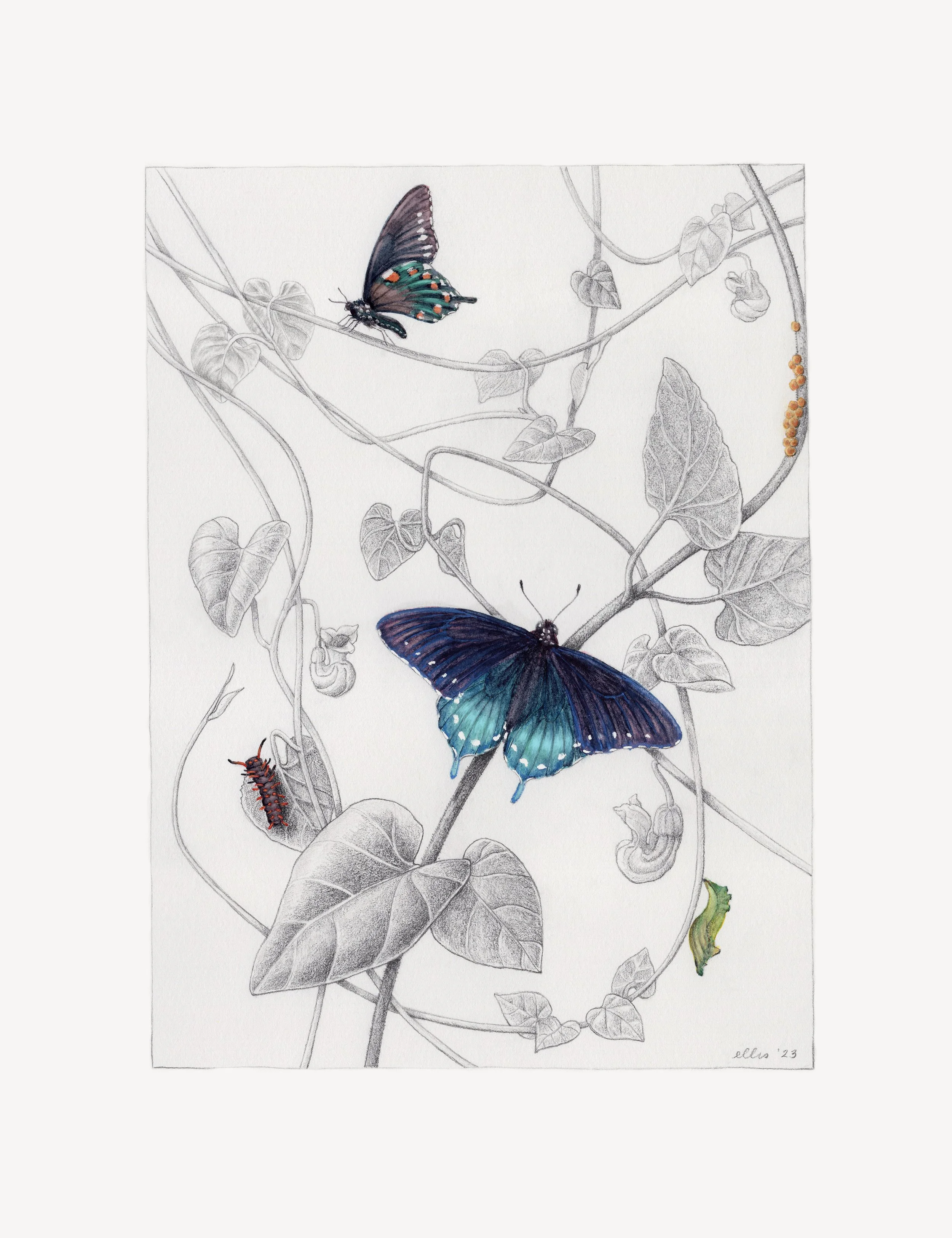 erin_ellis-pipevine-swallowtail-web.jpg
