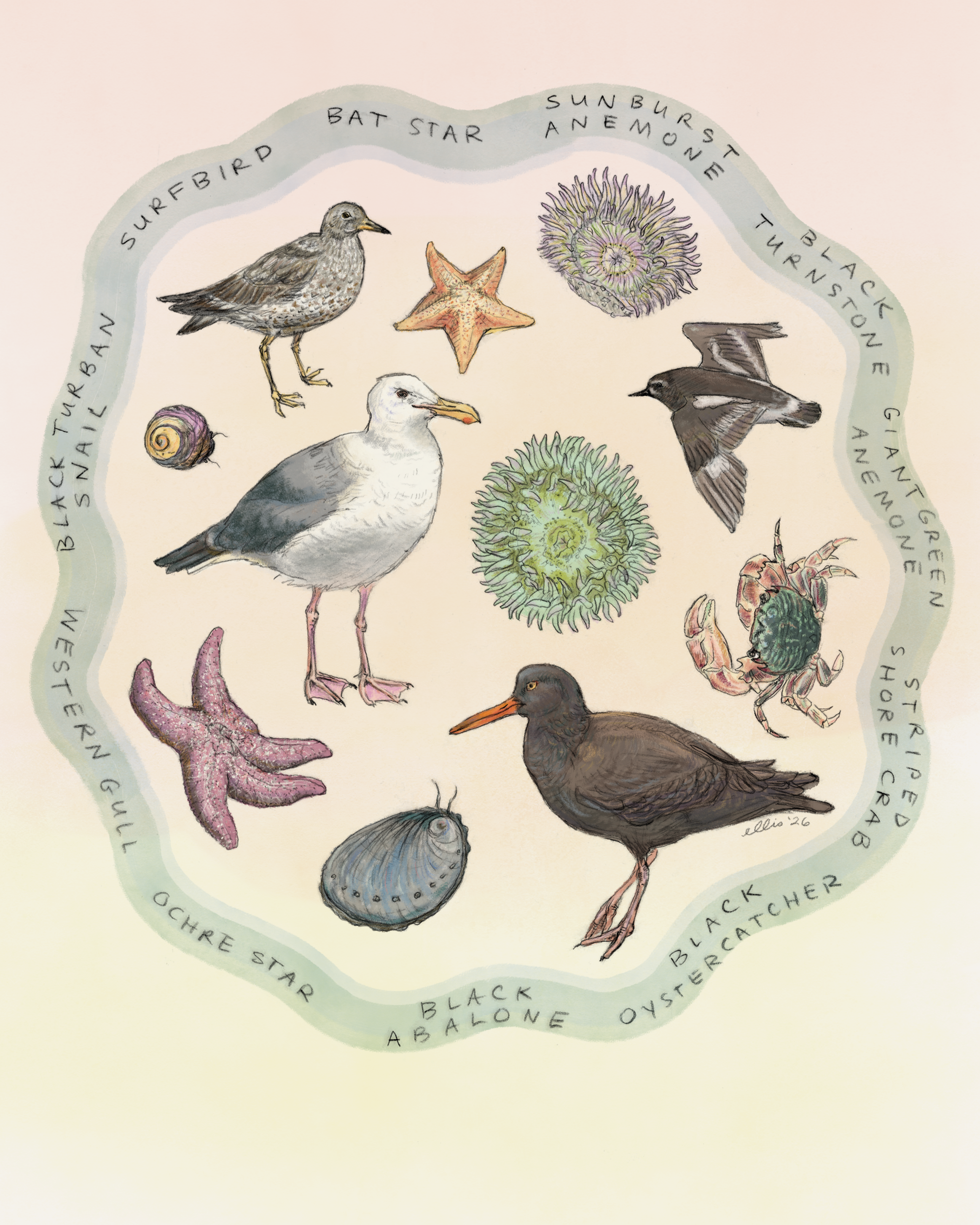 erin ellis_asilomar-intertidal-illustration.png