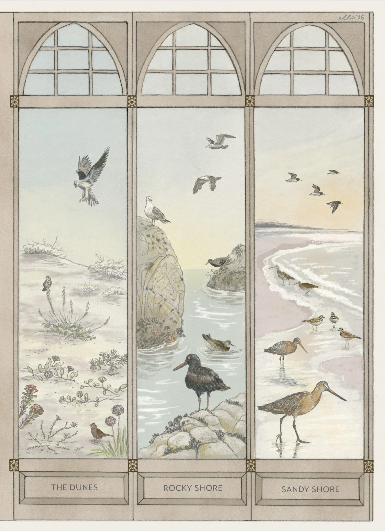 erin ellis asiilomar 5 ecological zones illustration.jpg