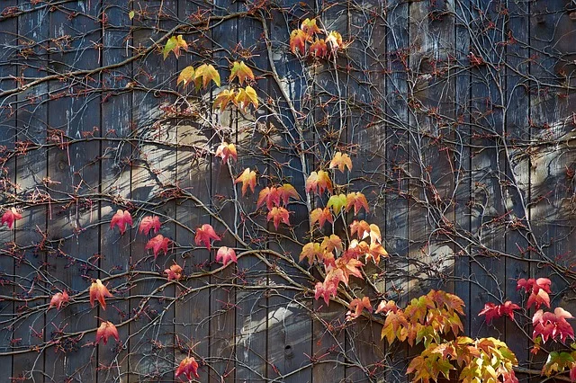 autumn-654852_640.jpg