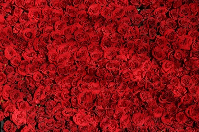 rose-374318_640.jpg