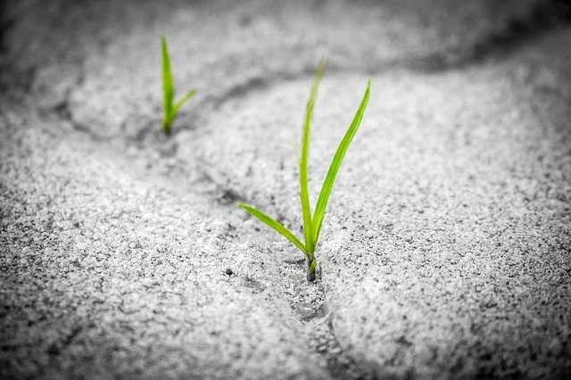 grass-1913167_640.jpg