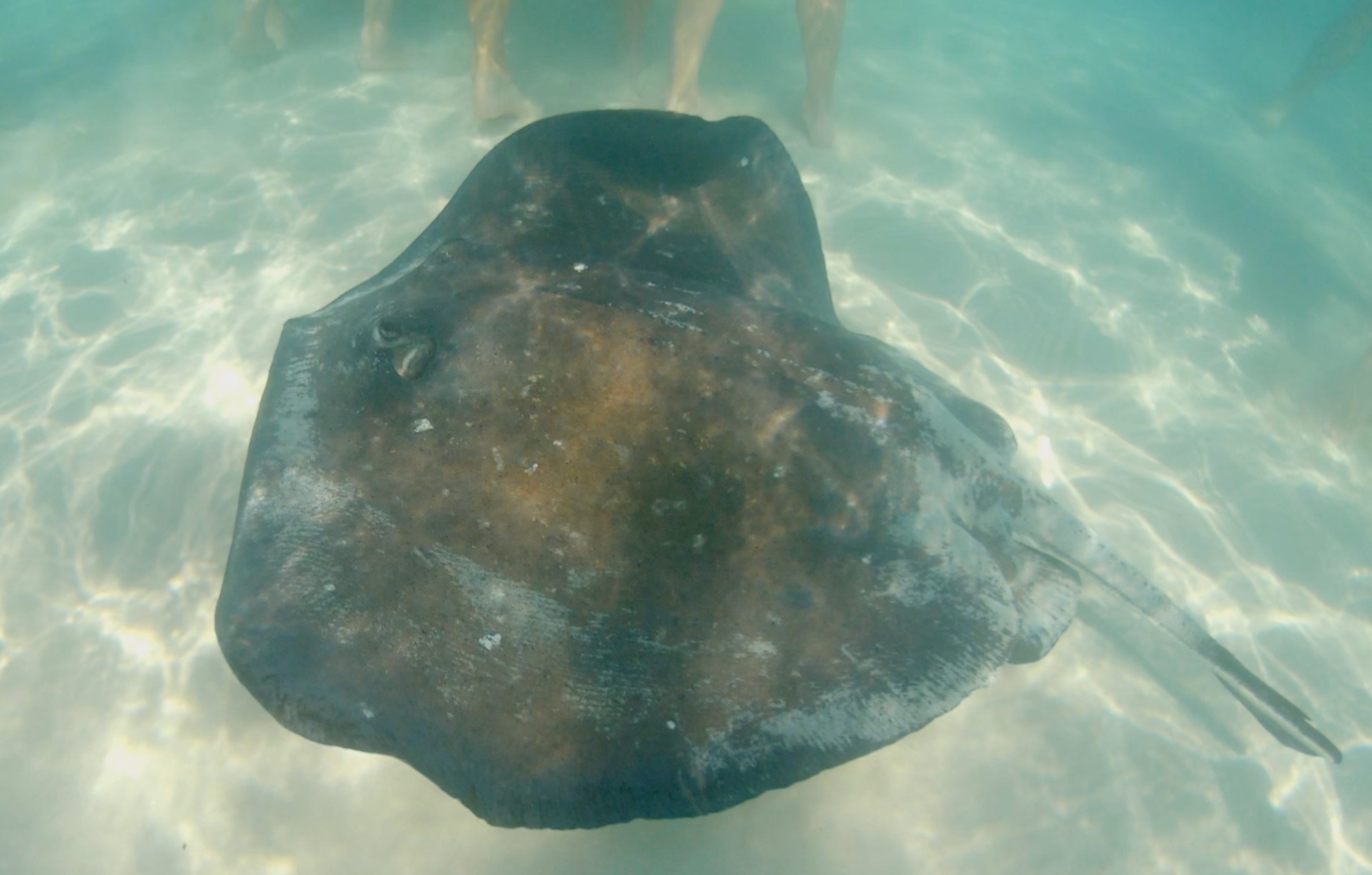 A stingray swimming round our feet.