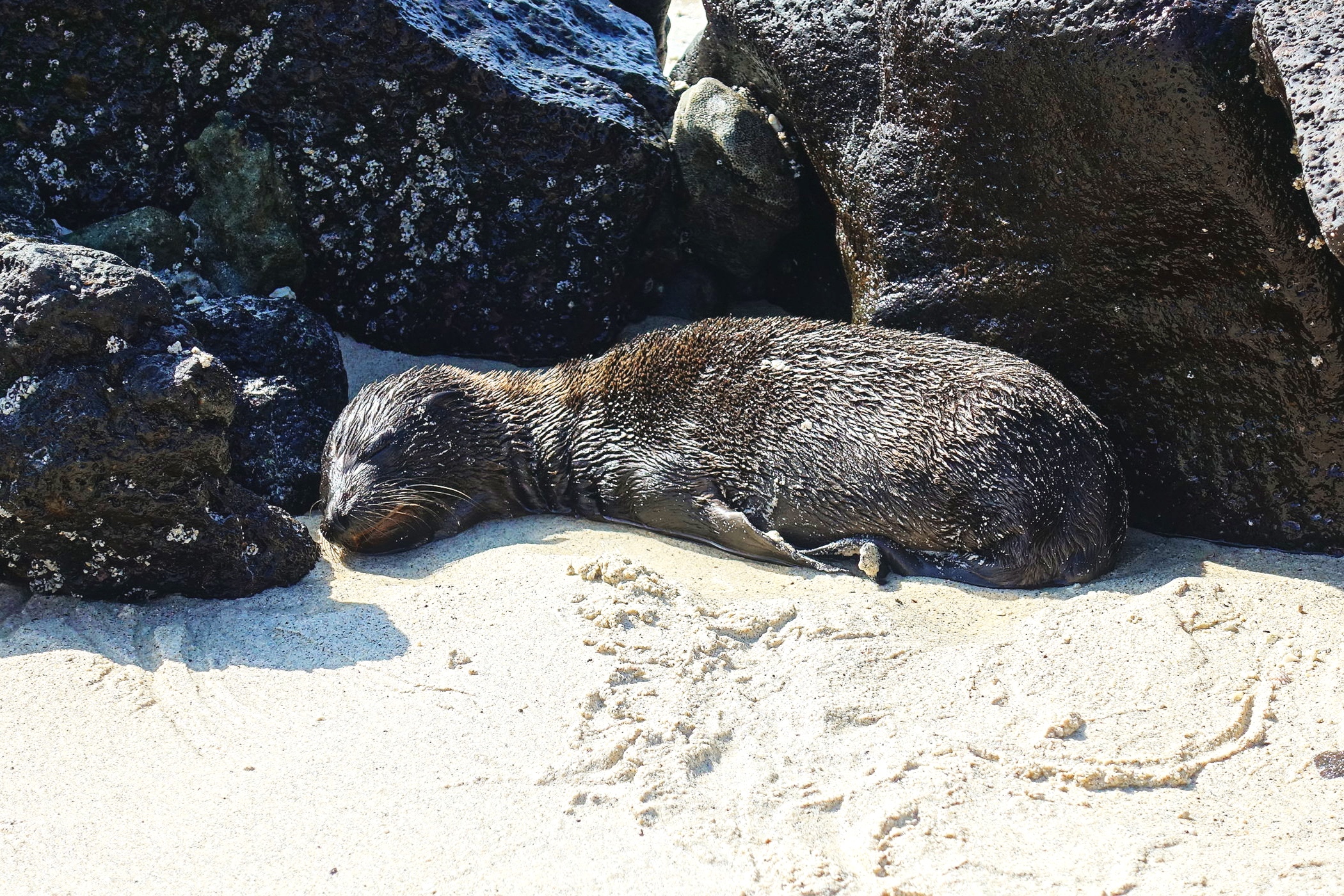  A baby seal nestled among the rocks.  