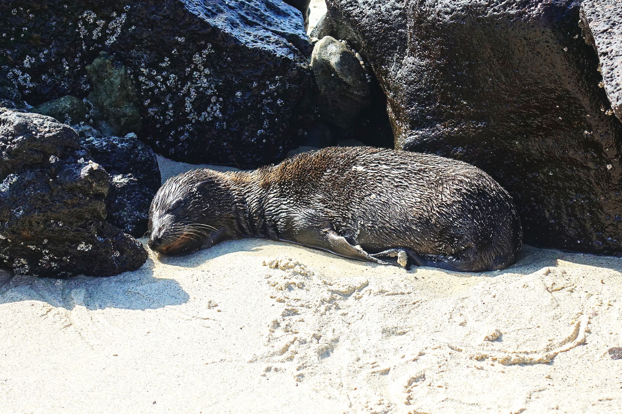 A baby seal nestled among the rocks.