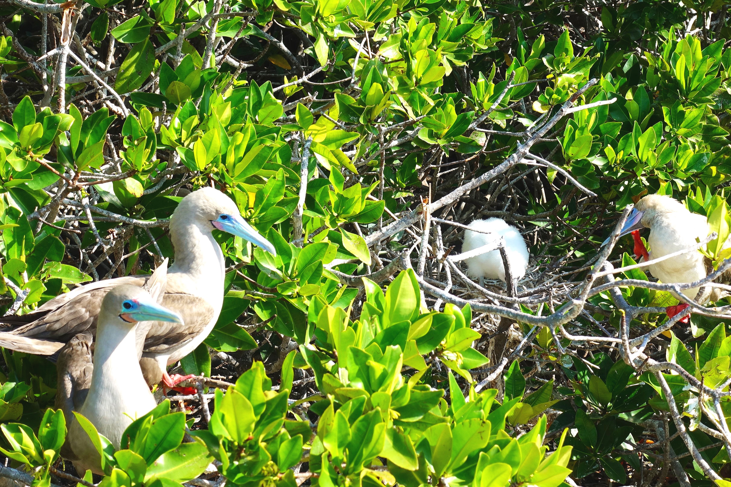  Red footed boobies nesting in the mangroves.  