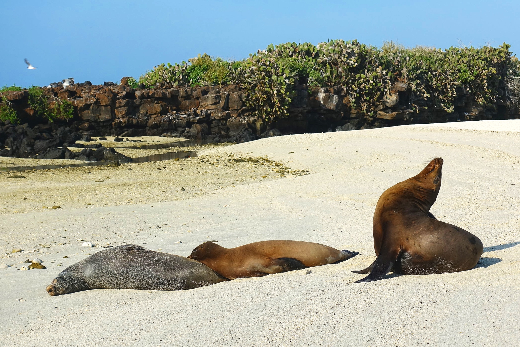 The first of many sea-lions.