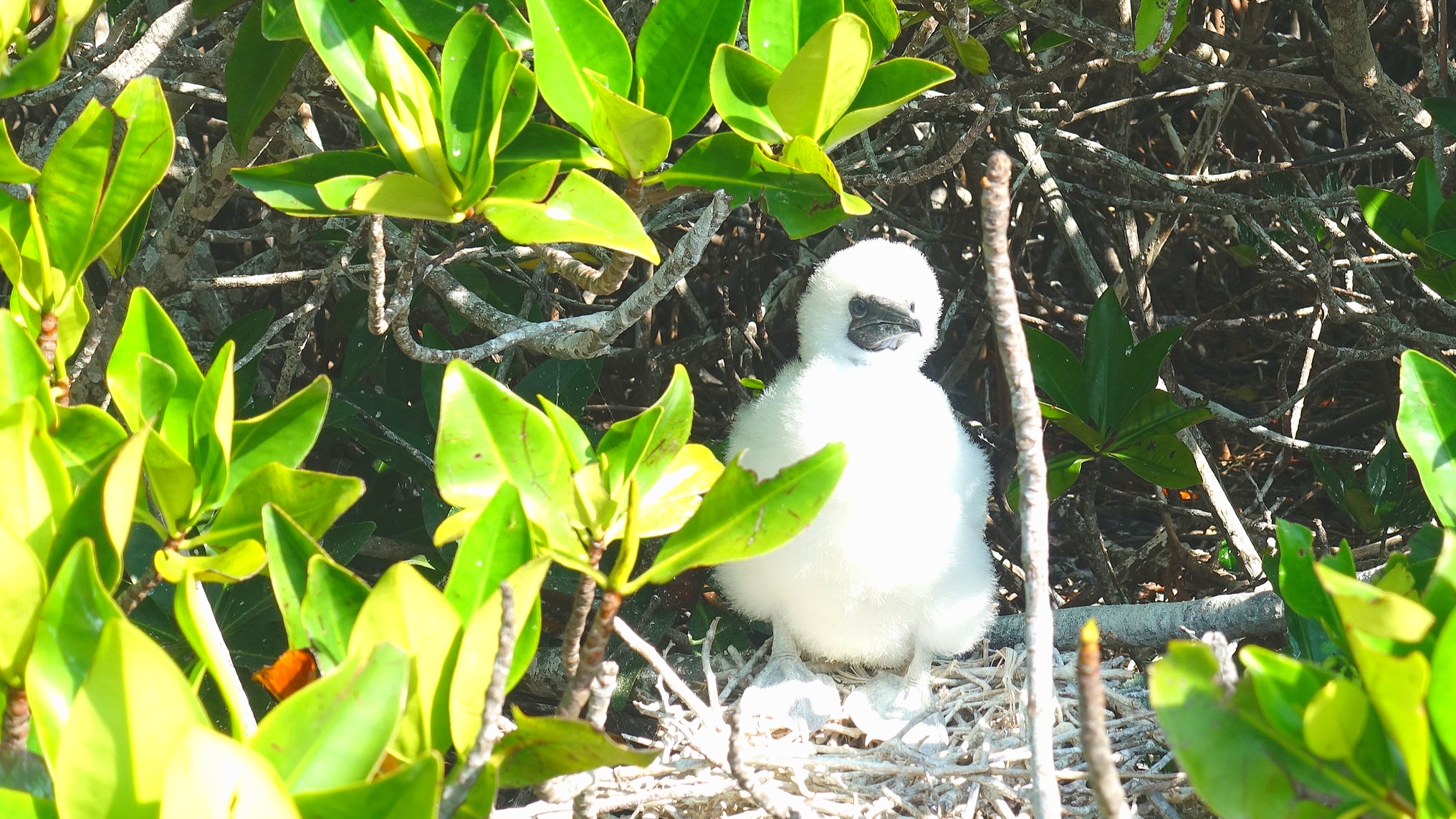 Baby boobie.