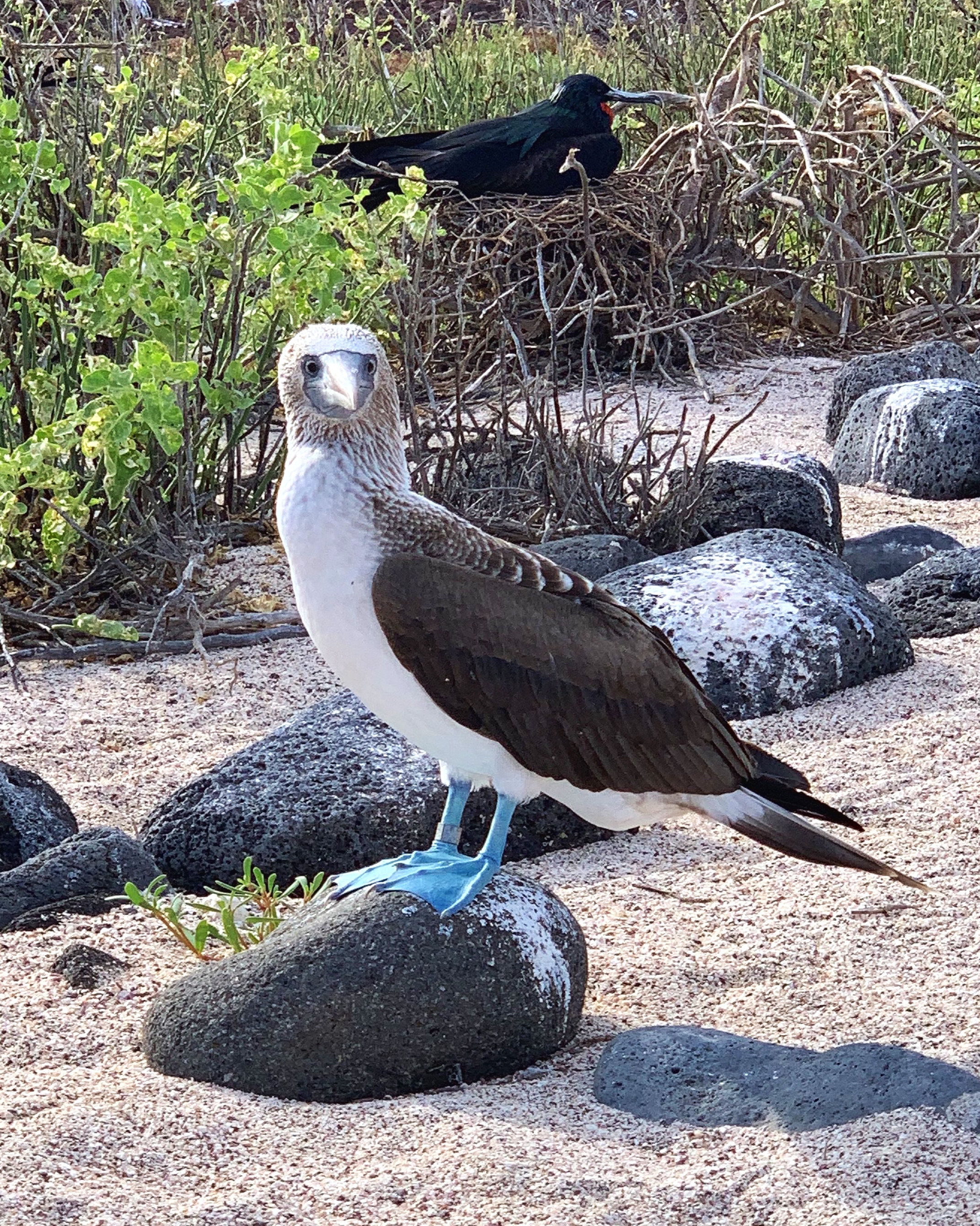  Our new favourite bird, the blue footed boobie.  
