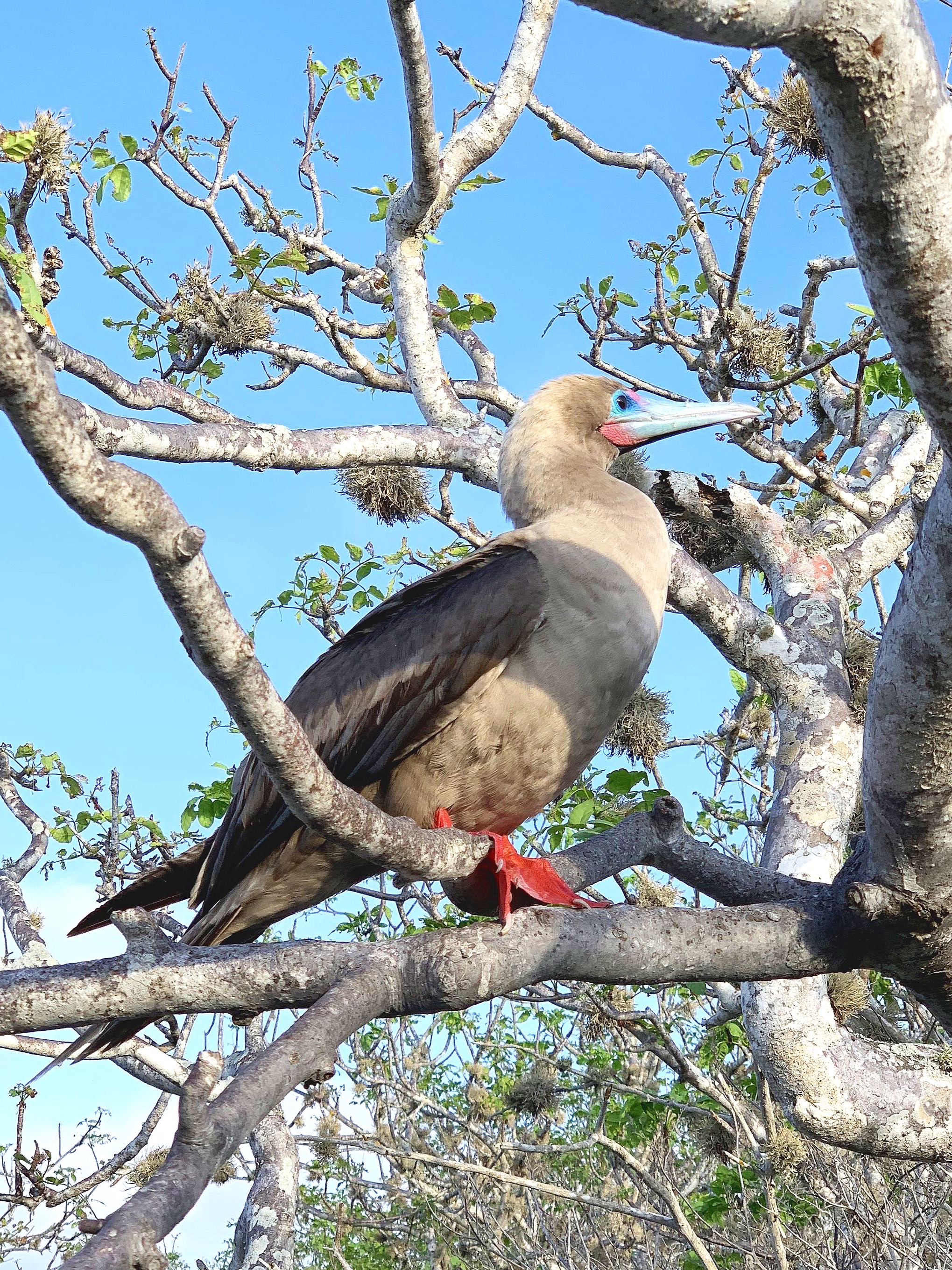  The wonderful red-footed boobie.  