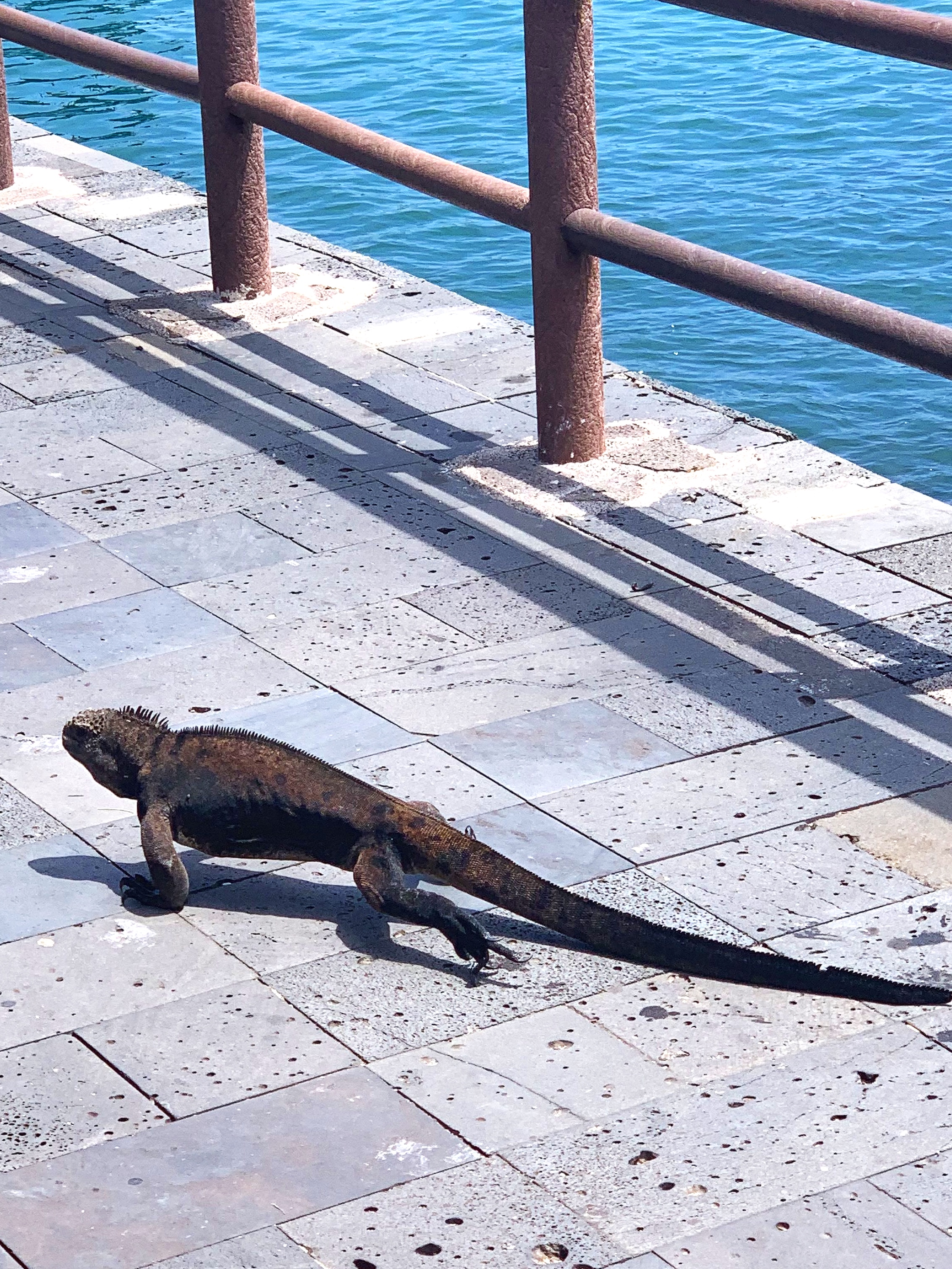  Sharing the sidewalk with marine iguanas.  