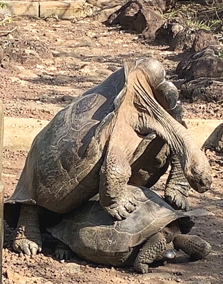  Once you’ve seen giant tortoises mating you can never unsee it! 