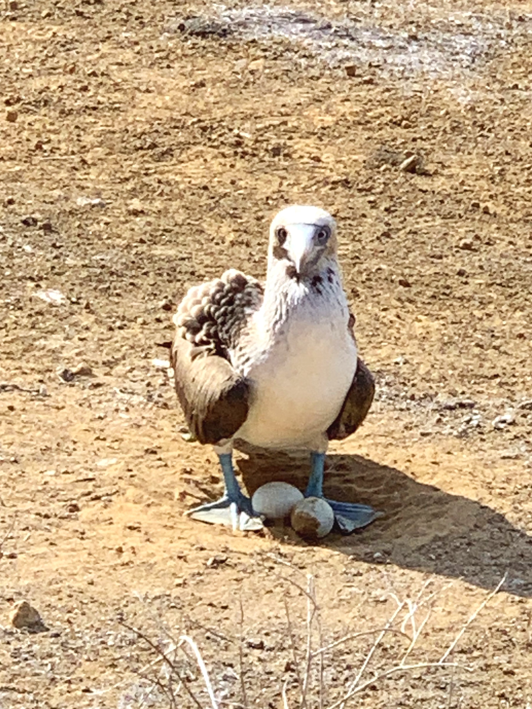  A blue-footed boobie letting its eggs cool off.  