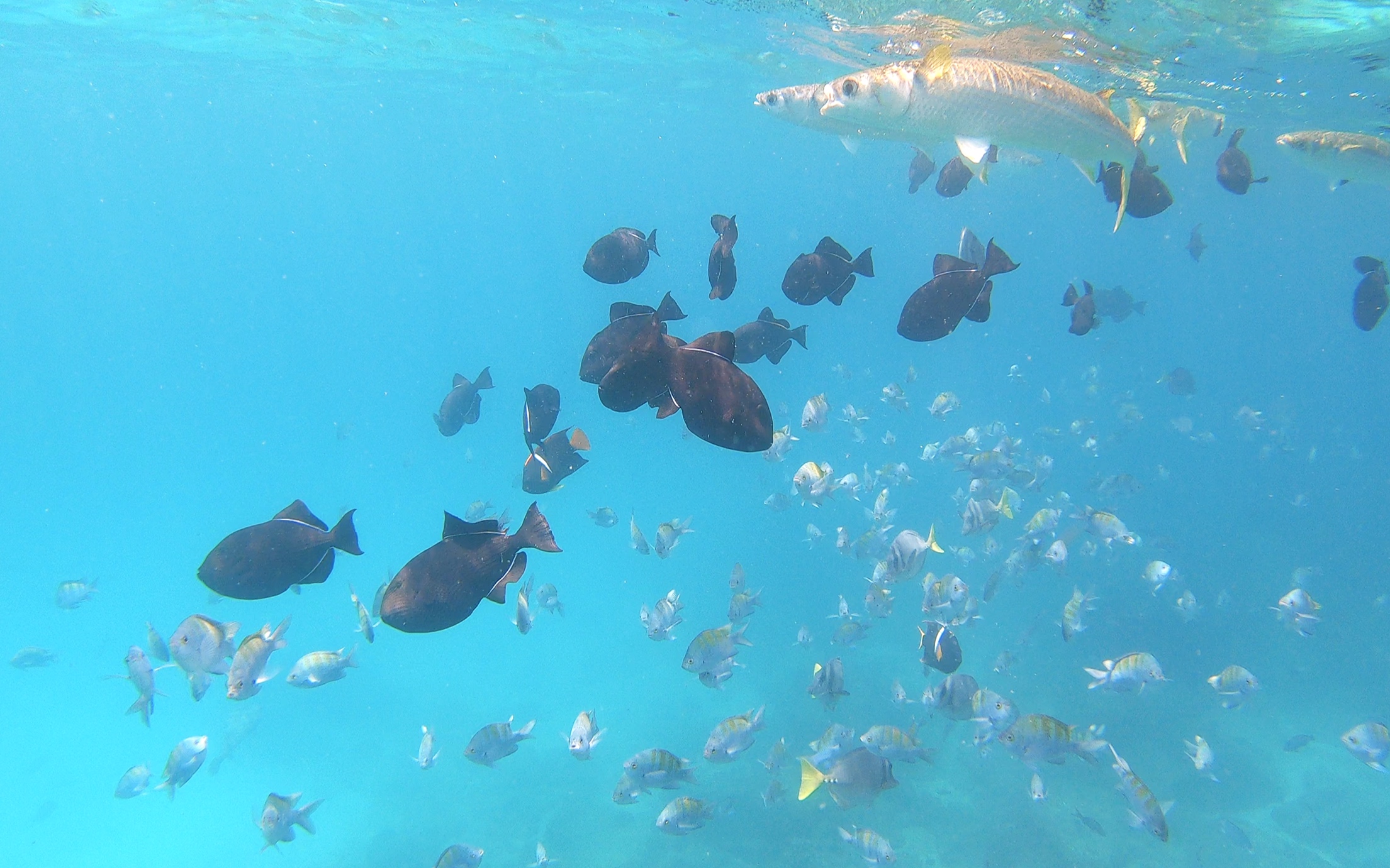 Our first day deep sea snorkelling.