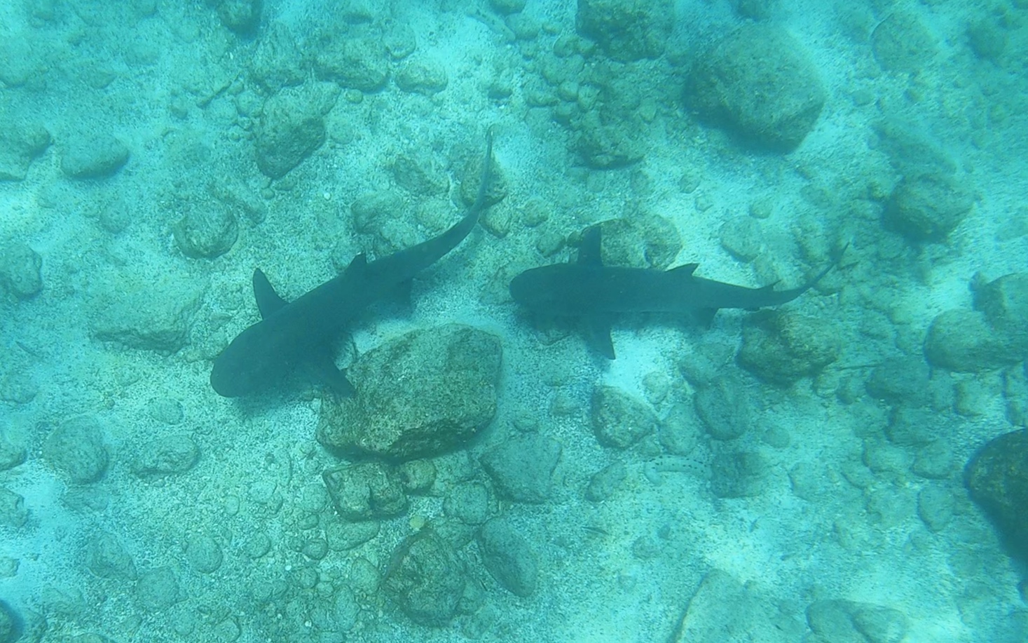  We swam with sharks.  