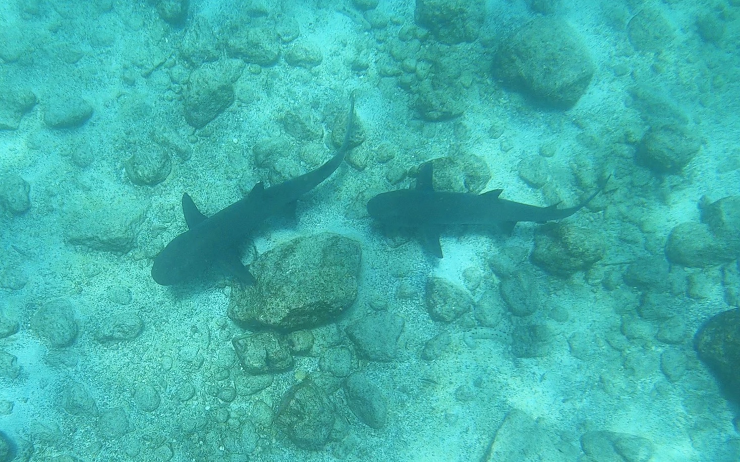 We swam with sharks.