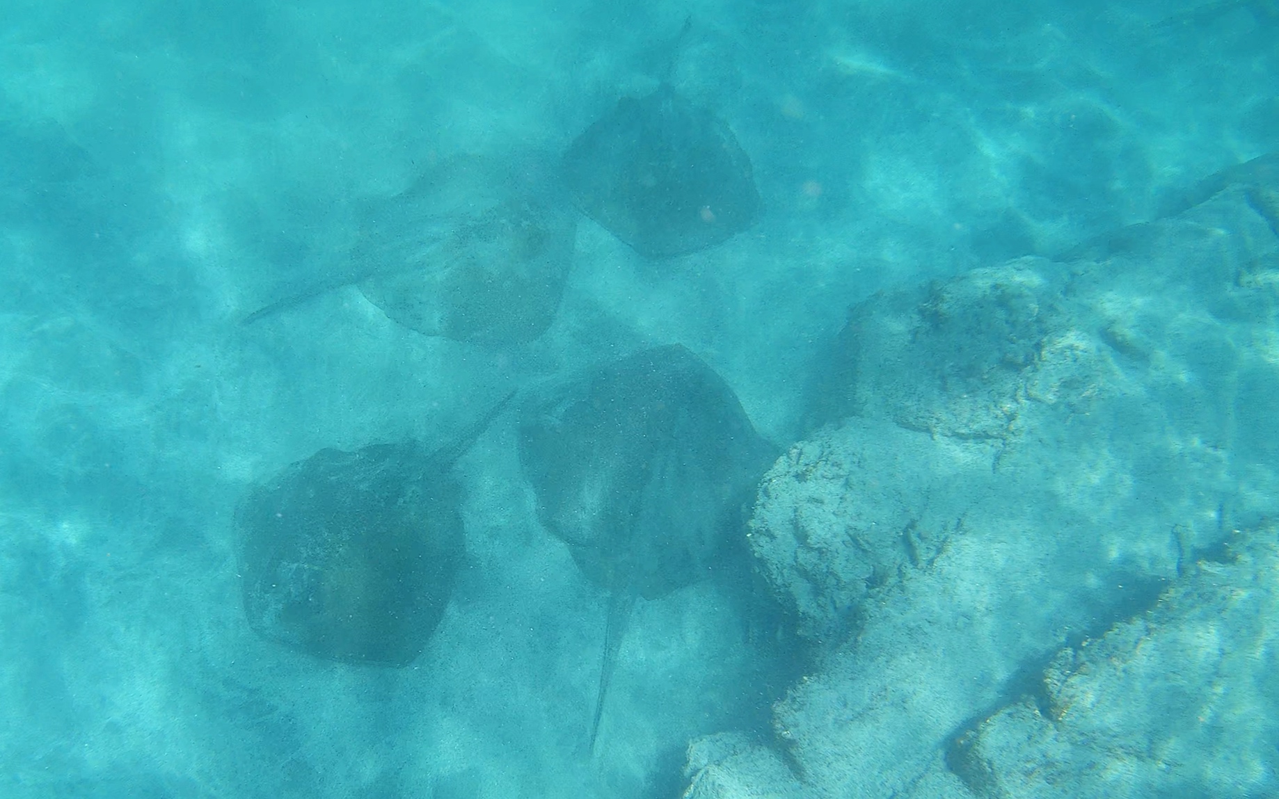  And a group of rays….. 