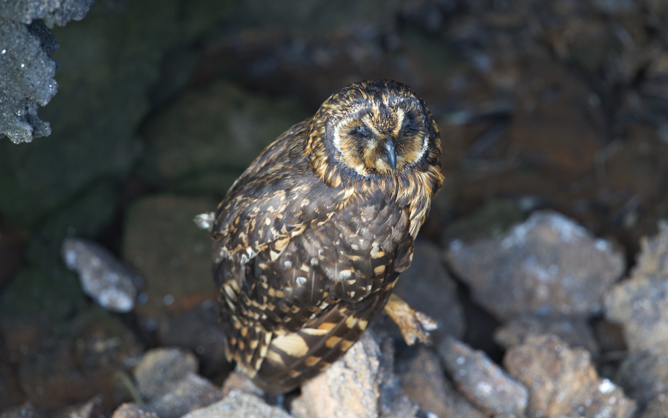 …..like this beautiful owl.
