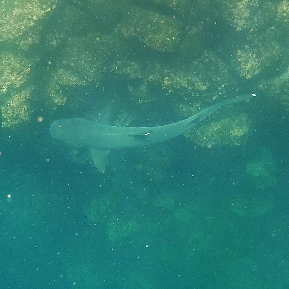 Up close and personal with a white tipped shark!
