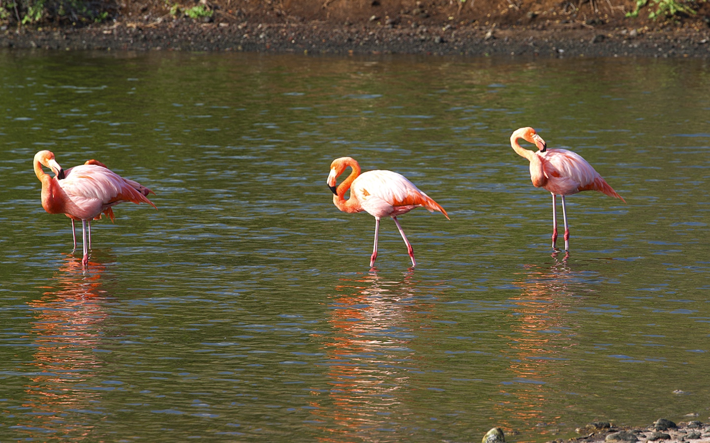 Beautiful flamingos.