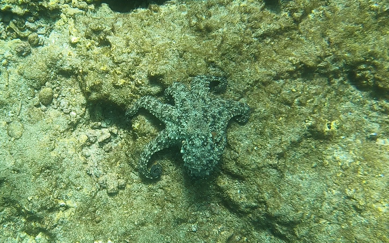 Difficult to spot this octopus. 