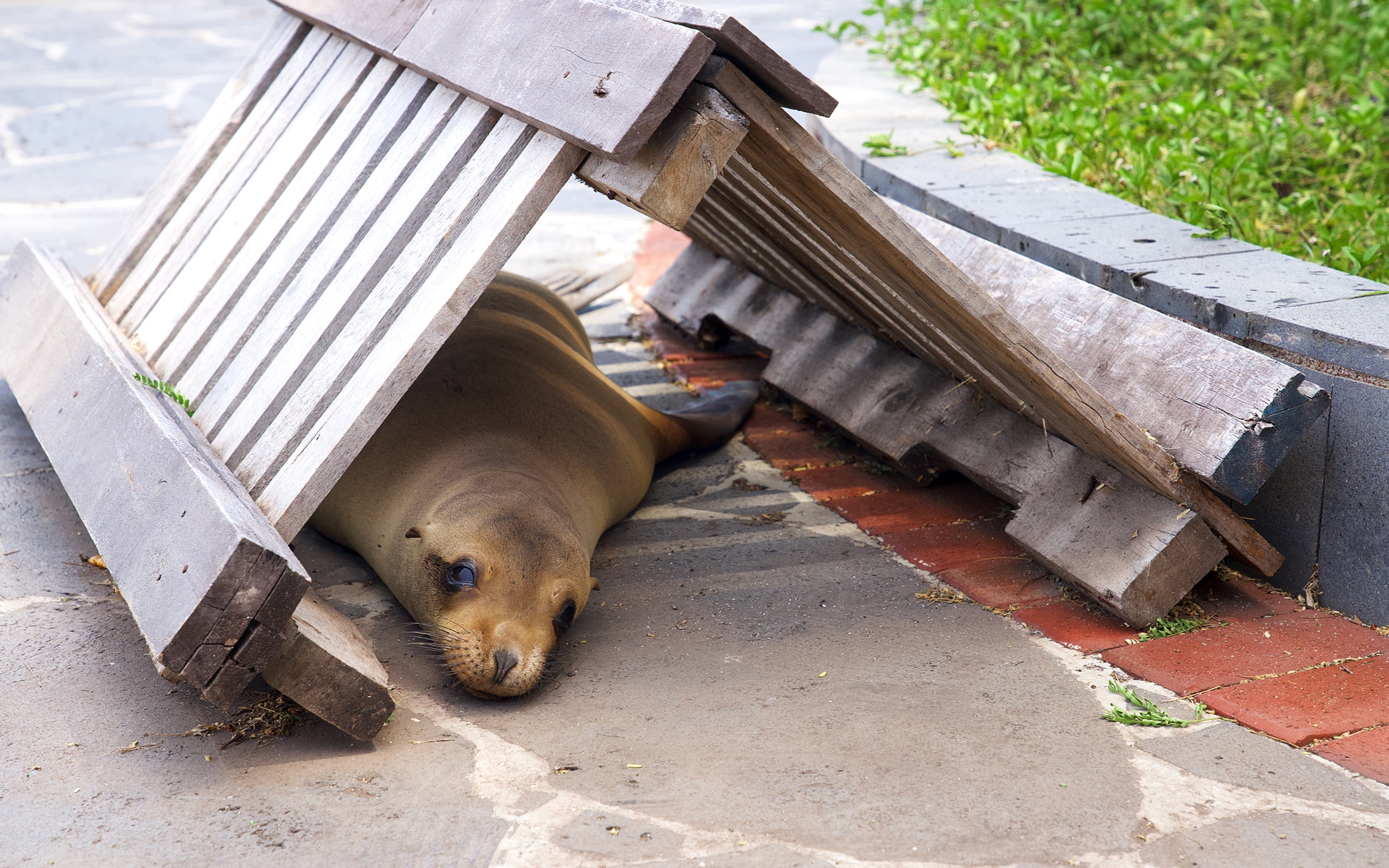 Sea-lion hiding place.