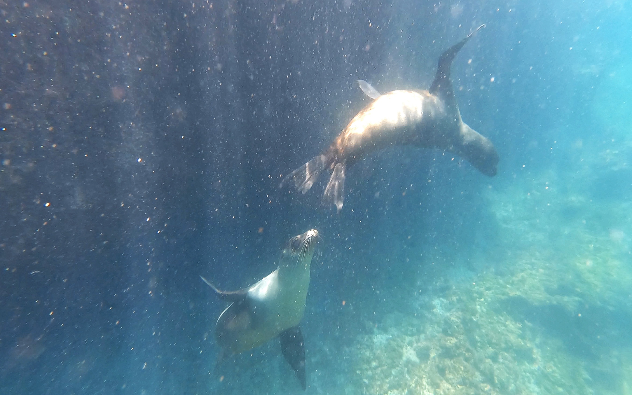  Frolicking in the water with sea-lions.  