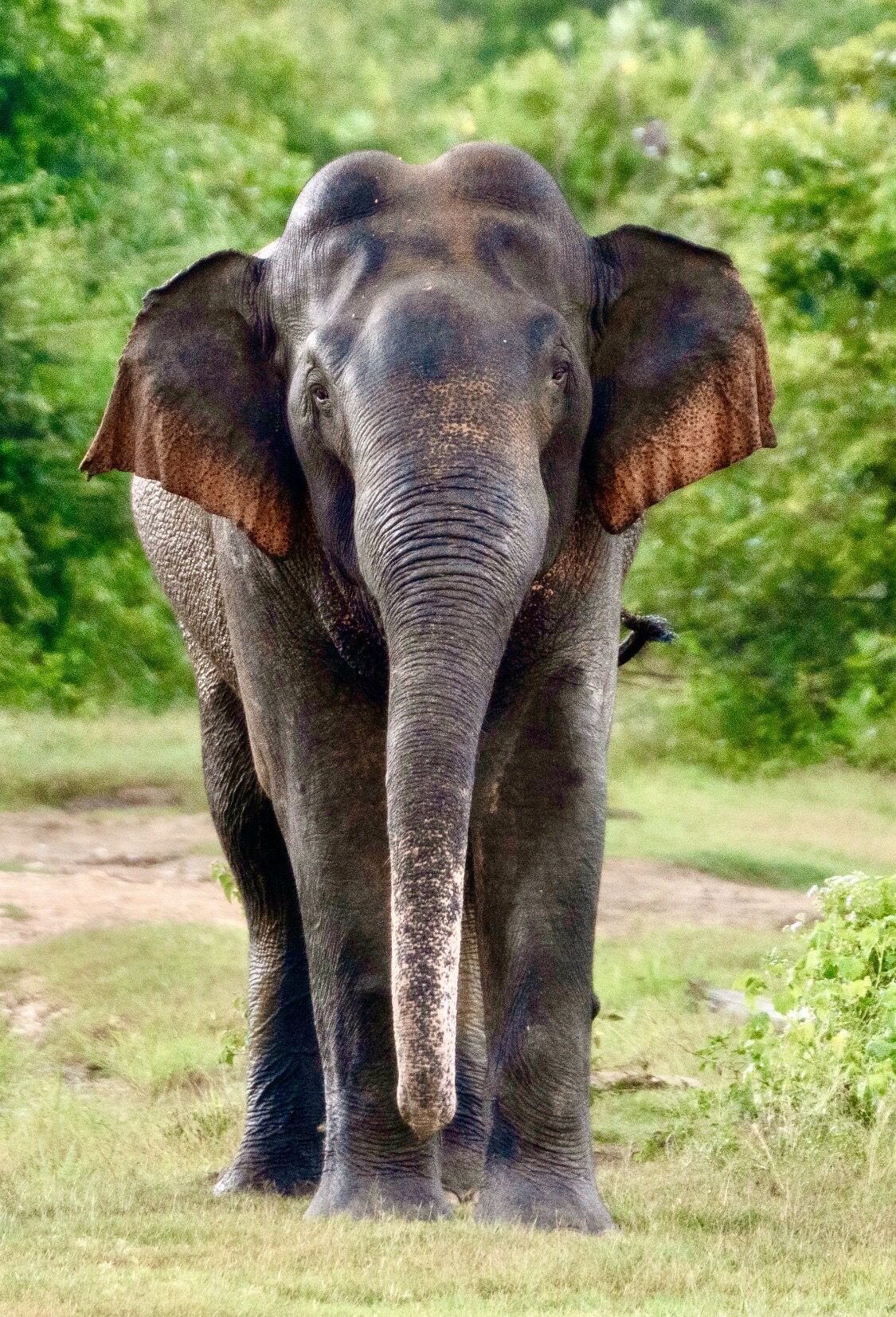 A magnificent bull elephant. 