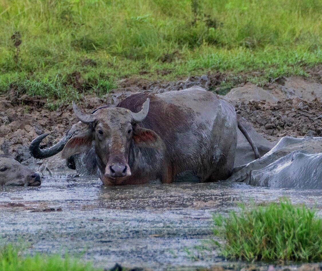 Water buffalo. 