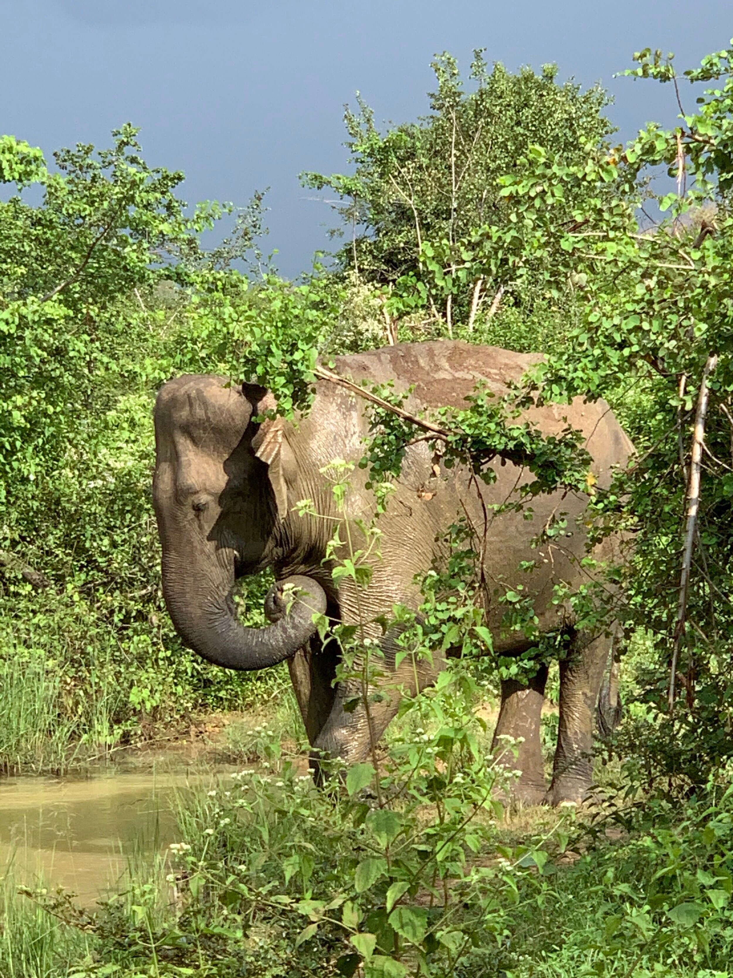 The female elephants were a little shy!
