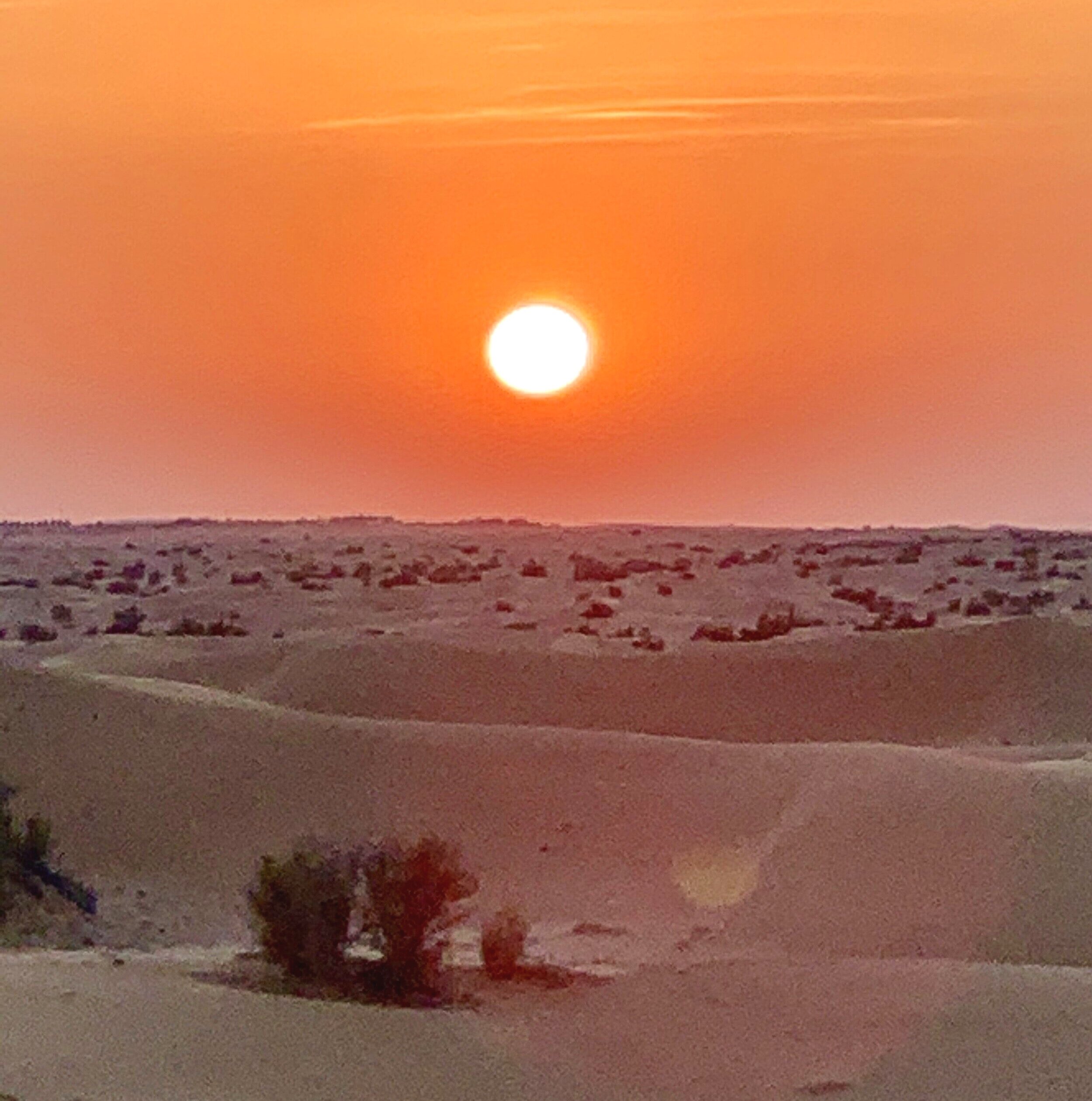 Desert sunset. 
