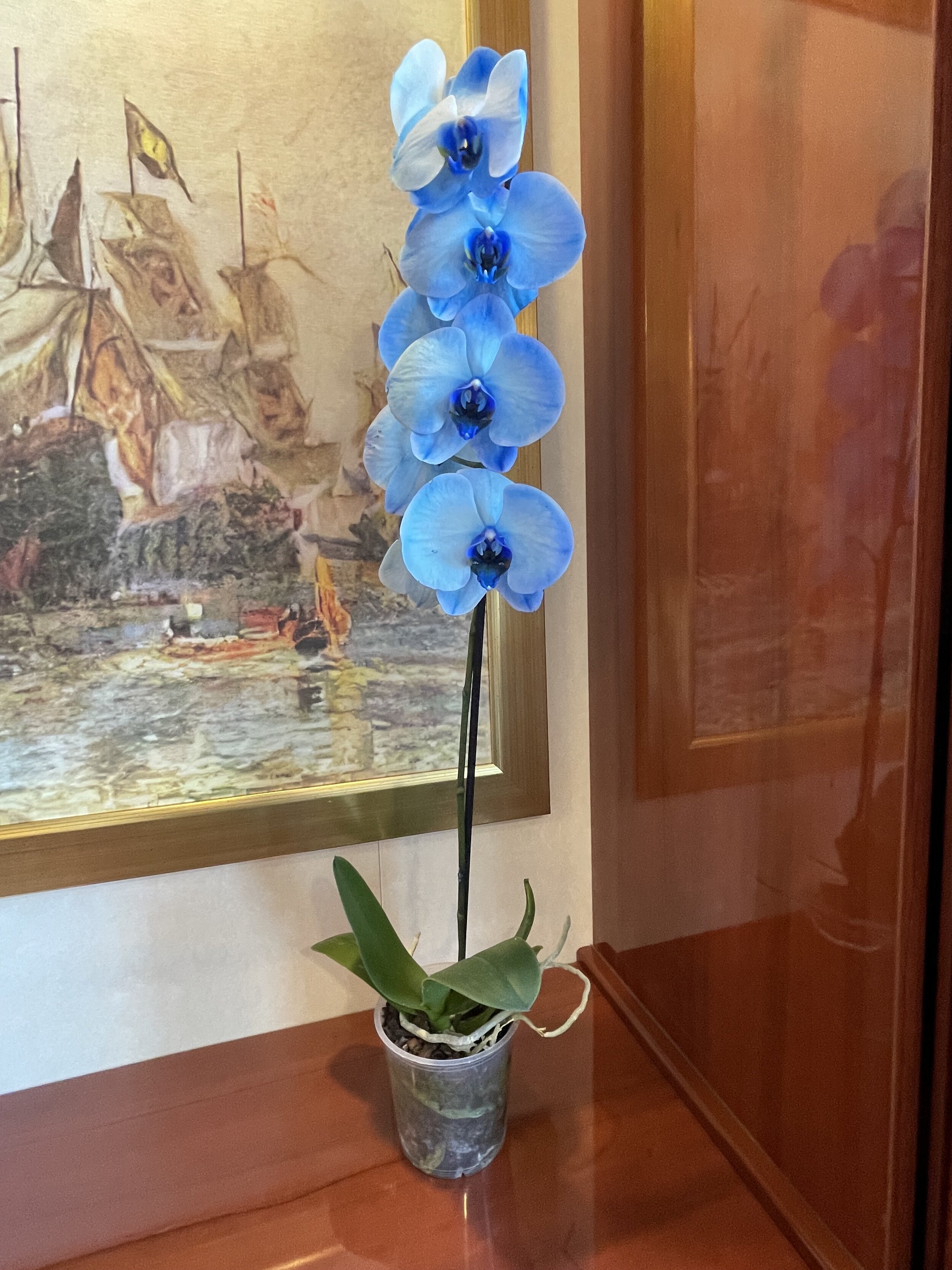 A beautiful orchid placed in our room 