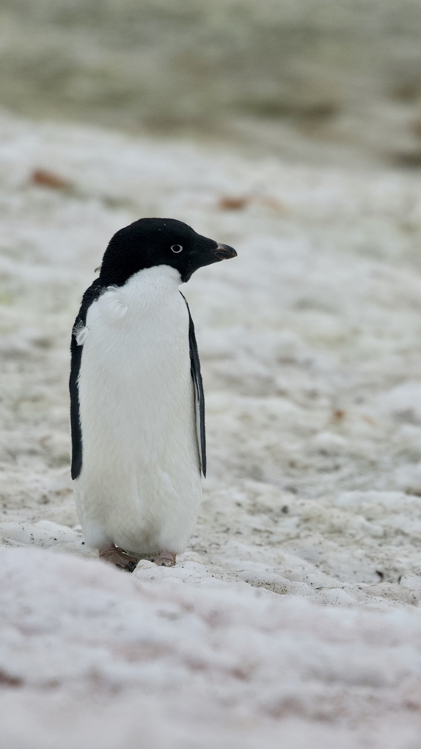 An Adélie penguin