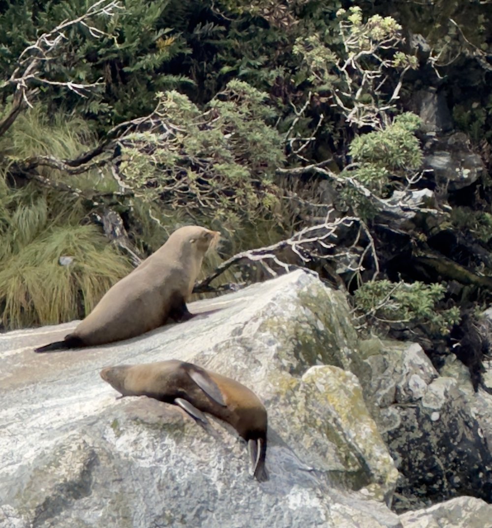 Seals basking