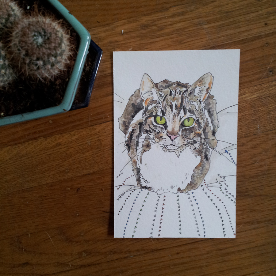 design sponge cat.jpg