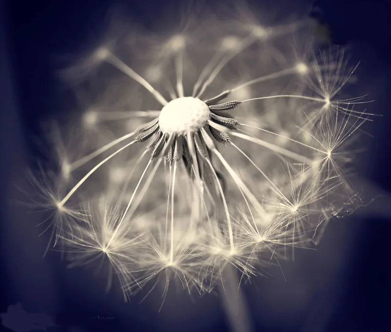 Artistic-dandelion-picture-high-resolution.jpg