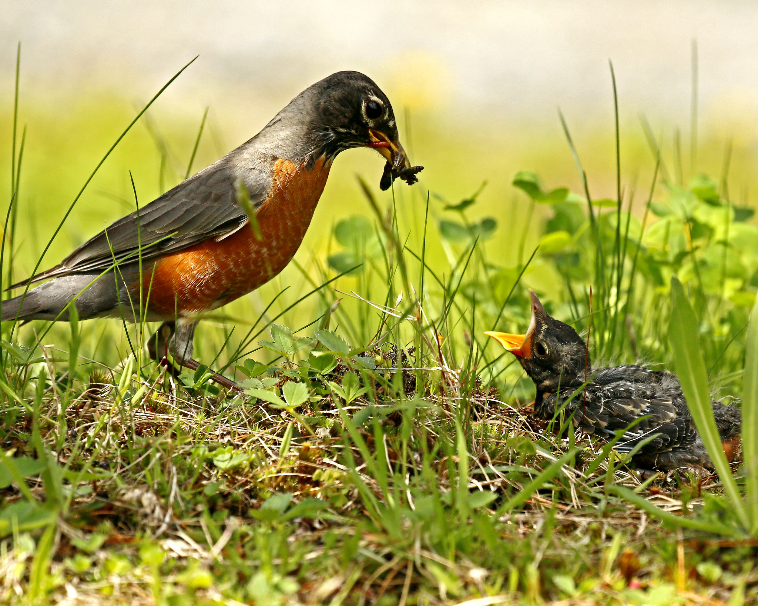 Feeding Time by Hans Schrag