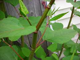 Japanese Knotweed-A common invasive plant in Cavendish. 