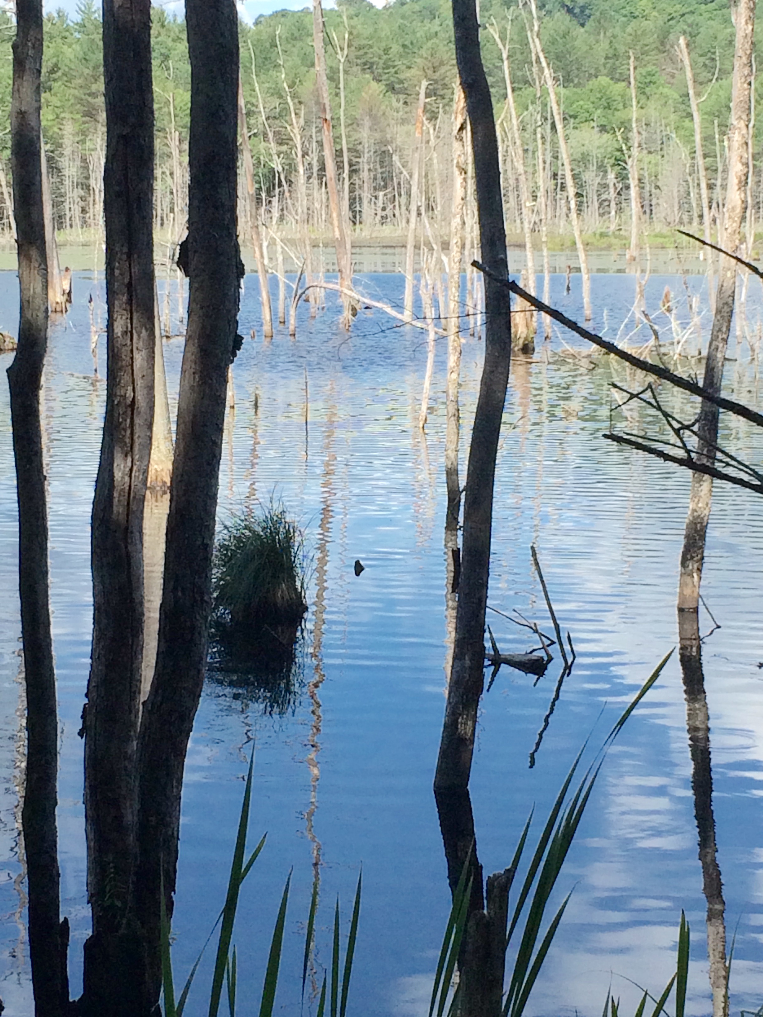 Beaver Pond, Liz Bammarito Photographer