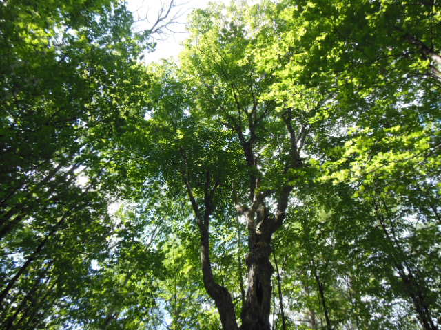 Tree canopy by Bob Naess