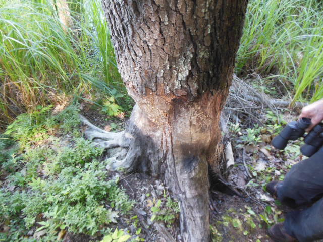 Cherry Tree with evidence of "beaver snacking" by Bob Naess