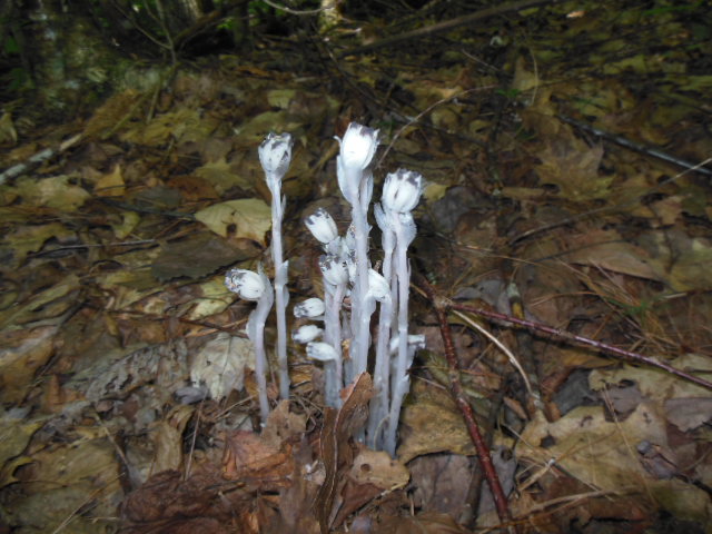 Indian Pipe or corpse plant by Bob Naess