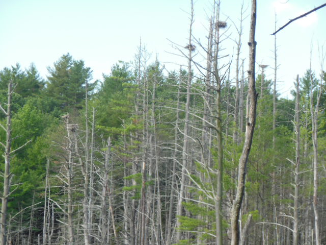 Heron nests-five were found on the hike by Bob Naess