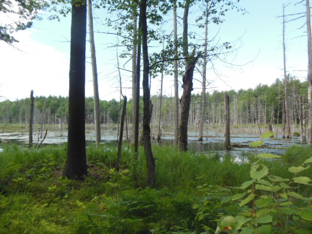 Beaver Pond by Bob Naess